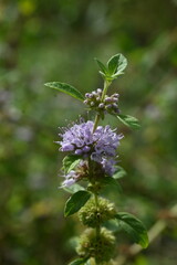 Japanese peppermint (Mentha canadaensis) flowers. Lamiaceae perennial herb. Small purple-white flowers bloom densely on the sides of the leaves.