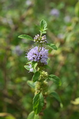 Japanese peppermint (Mentha canadaensis) flowers. Lamiaceae perennial herb. Small purple-white flowers bloom densely on the sides of the leaves.