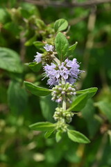 Japanese peppermint (Mentha canadaensis) flowers. Lamiaceae perennial herb. Small purple-white flowers bloom densely on the sides of the leaves.
