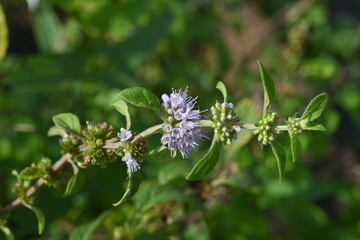 Japanese peppermint (Mentha canadaensis) flowers. Lamiaceae perennial herb. Small purple-white flowers bloom densely on the sides of the leaves.