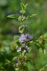 Japanese peppermint (Mentha canadaensis) flowers. Lamiaceae perennial herb. Small purple-white flowers bloom densely on the sides of the leaves.