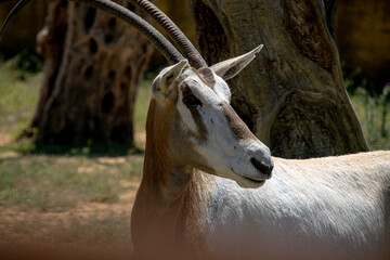 Fototapeta premium A deer in the park watching around 