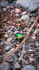 green bright beetle on the ground