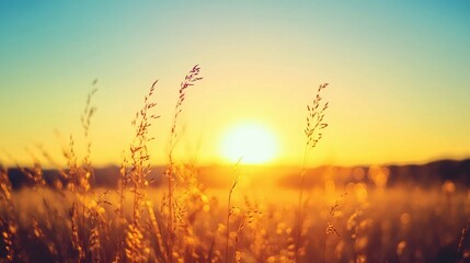 Golden Hour Sunset Through Grass