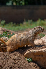 Fototapeta premium prairie dog on the ground