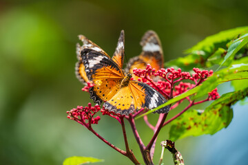 Orange Lacewing (Cethosia penthesilea) is a species of heliconiine butterfly found in Southeast...