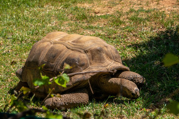 A big turtle on the grass