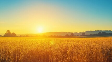 Golden Field at Sunset
