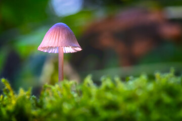 Tiny Pink Mushroom on a Bed of Green Moss