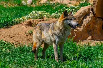 A brown wolf in the grass