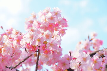 河津桜の花と空