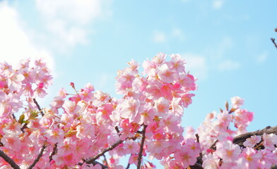 河津桜の花と空