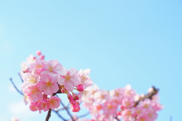 河津桜の花と空