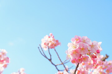 河津桜の花と空