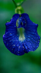 blue flower with water drops