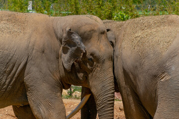 Fototapeta premium An elephant in the zoo