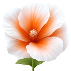 A beautiful hibiscus flower with white petals and orange center, captured in bright daylight, showcasing natural beauty in full bloom