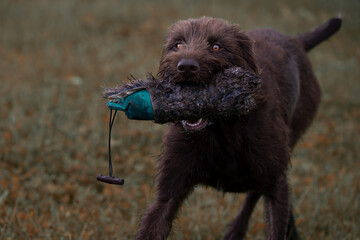 Pudelpointer apportiert Dummy