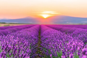 Fototapeta premium Lavender field at sunset with golden sky, endless rows of purple lavender, peaceful rural landscape, natural floral beauty, scenic countryside, summer evening, serene environment, copy space for text 