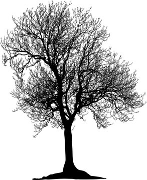 &aacute;rbol, naturaleza, sucursal, de invierno, silueta, blanco, negro, aislada, calvos, bosque, ciclos, f&aacute;brica, cielo, roble, seco, ramas