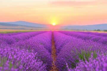 Fototapeta premium Lavender field at sunset, vibrant purple rows, golden sky, beautiful countryside scene, natural landscape, floral beauty, peaceful, serene environment, summer evening, copy space for text