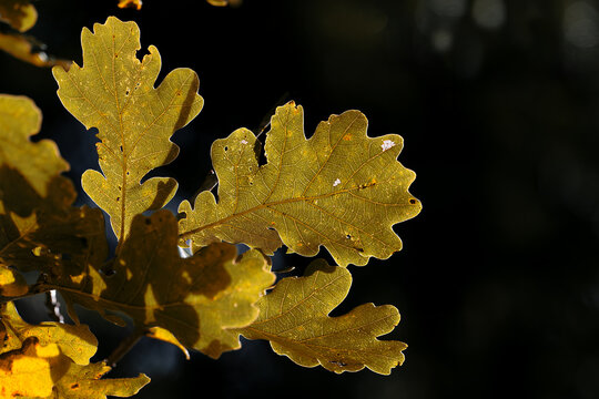 Eichenblatt im Herbst