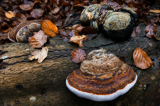 Baumpilz im Herbst