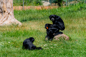 an ape sitting in the grass