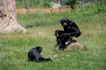 an ape sitting in the grass