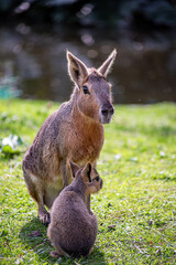 Madre e Hijo