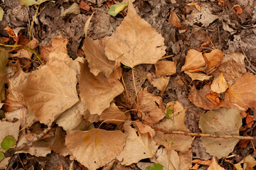 Dry Autumn Leaves on Forest Floor
