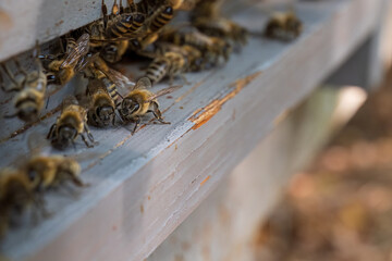Close-Up of Bees on Wooden Beehive Entrance
