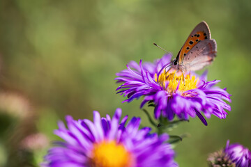Butterfly on Purple Flower in Natural Setting

