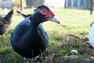 Domestic ducks on the farm. Care and breeding of ducks.