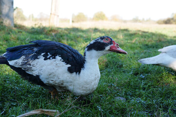 Domestic ducks on the farm. Care and breeding of ducks.