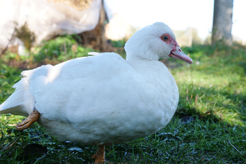 Domestic ducks on the farm. Care and breeding of ducks.