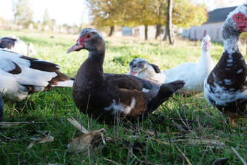 Domestic ducks on the farm. Care and breeding of ducks.