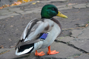 Wild duck mallard male standing on the rock near the park pond .Closeup photo. Lifestyle of wild water birds concept.