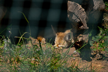 A fox is sleeping n the grass