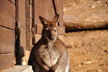  Kangaroo.