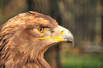 Eagle.