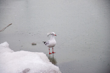 Seagull.
