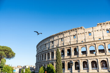 Fototapeta premium Seagull from Colosseum, Italy