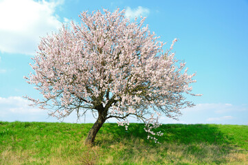 Fototapeta premium Blooming is vernal.