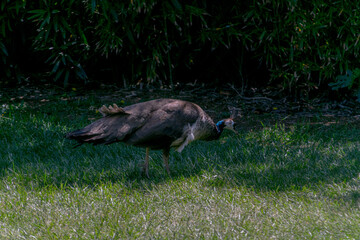 An ostrich in the zoo