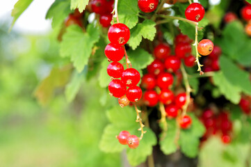  Redcurrant.