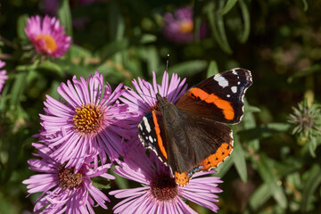 Admiral butterfly (lat. Vanessa atalanta). Admiral butterfly is a daytime butterfly from the Nymphalide family (Nymphalidae) collects nectar from flowers.