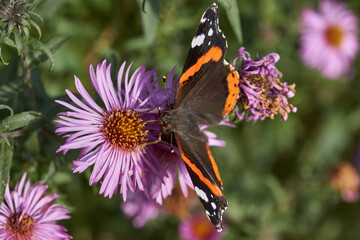 Admiral butterfly (lat. Vanessa atalanta). Admiral butterfly is a daytime butterfly from the Nymphalide family (Nymphalidae) collects nectar from flowers.