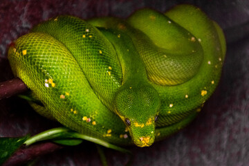 A green snake on a branch