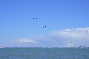 Seagulls.